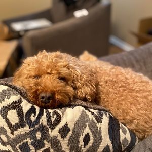 Meet your Posher, Amber